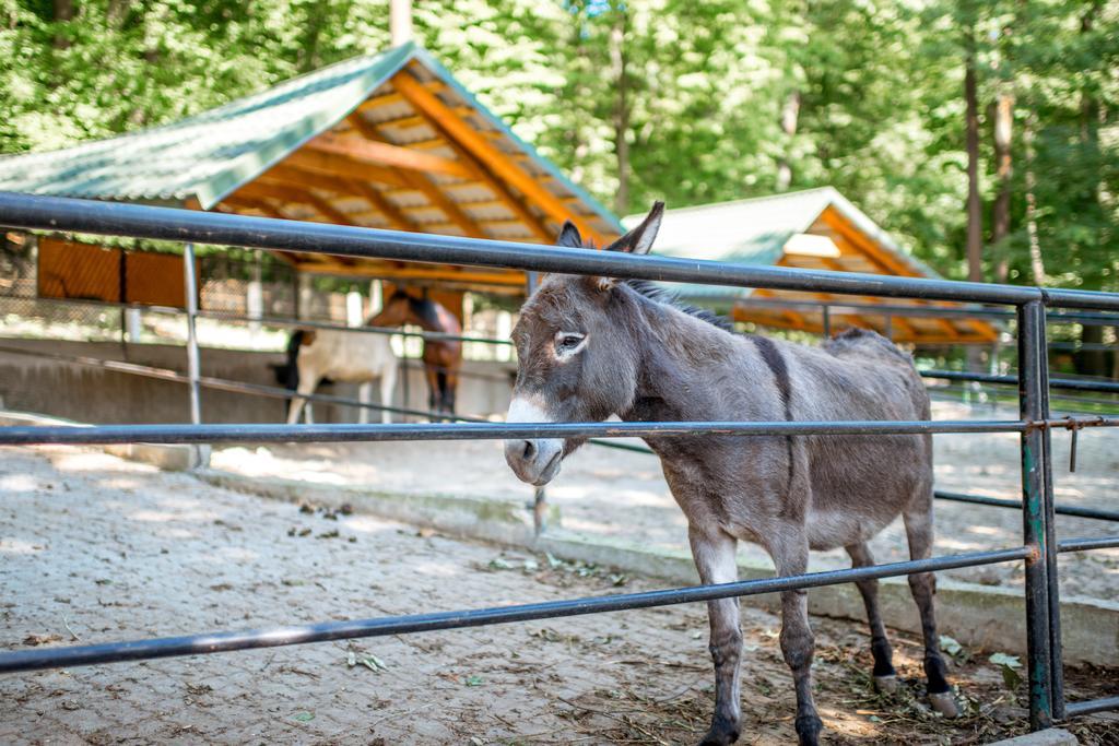 Buhta Vikingiv Hotel Vodniki Buitenkant foto